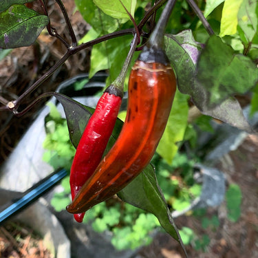 Purple Tiger x Jalapeno - Seeds - The Pepper Pantry (Formerly Marie Sharp's)